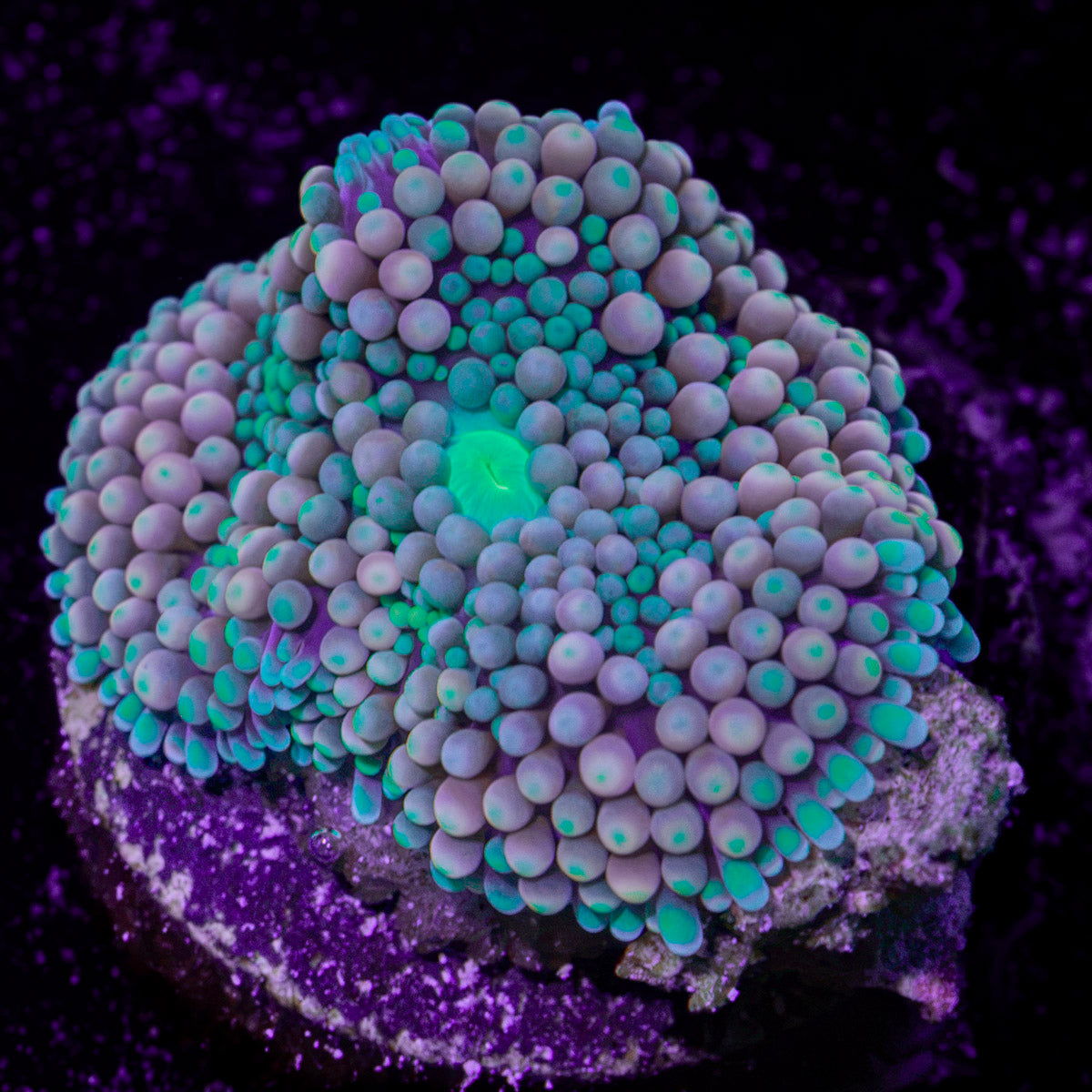 Pinky Ricordea Mushroom Coral with mushroom disc in reef aquarium
