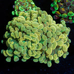 Gold Branching Hammer Coral with fleshy heads in reef aquarium