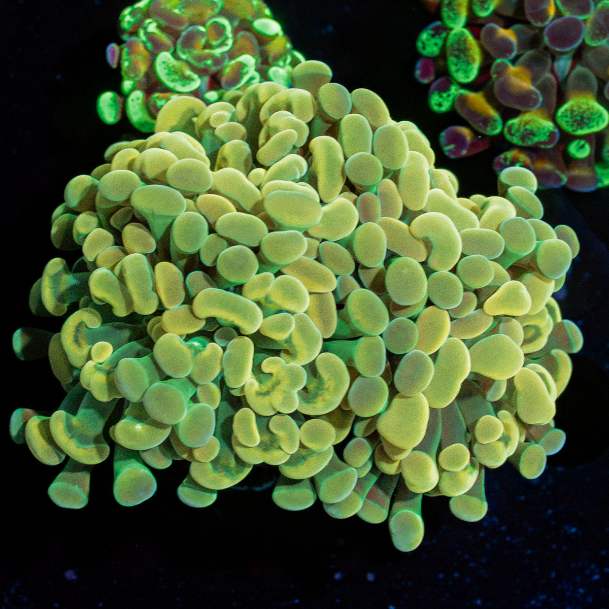 Gold Branching Hammer Coral with fleshy heads in reef aquarium