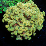 Gold Branching Hammer Coral with fleshy heads in reef aquarium