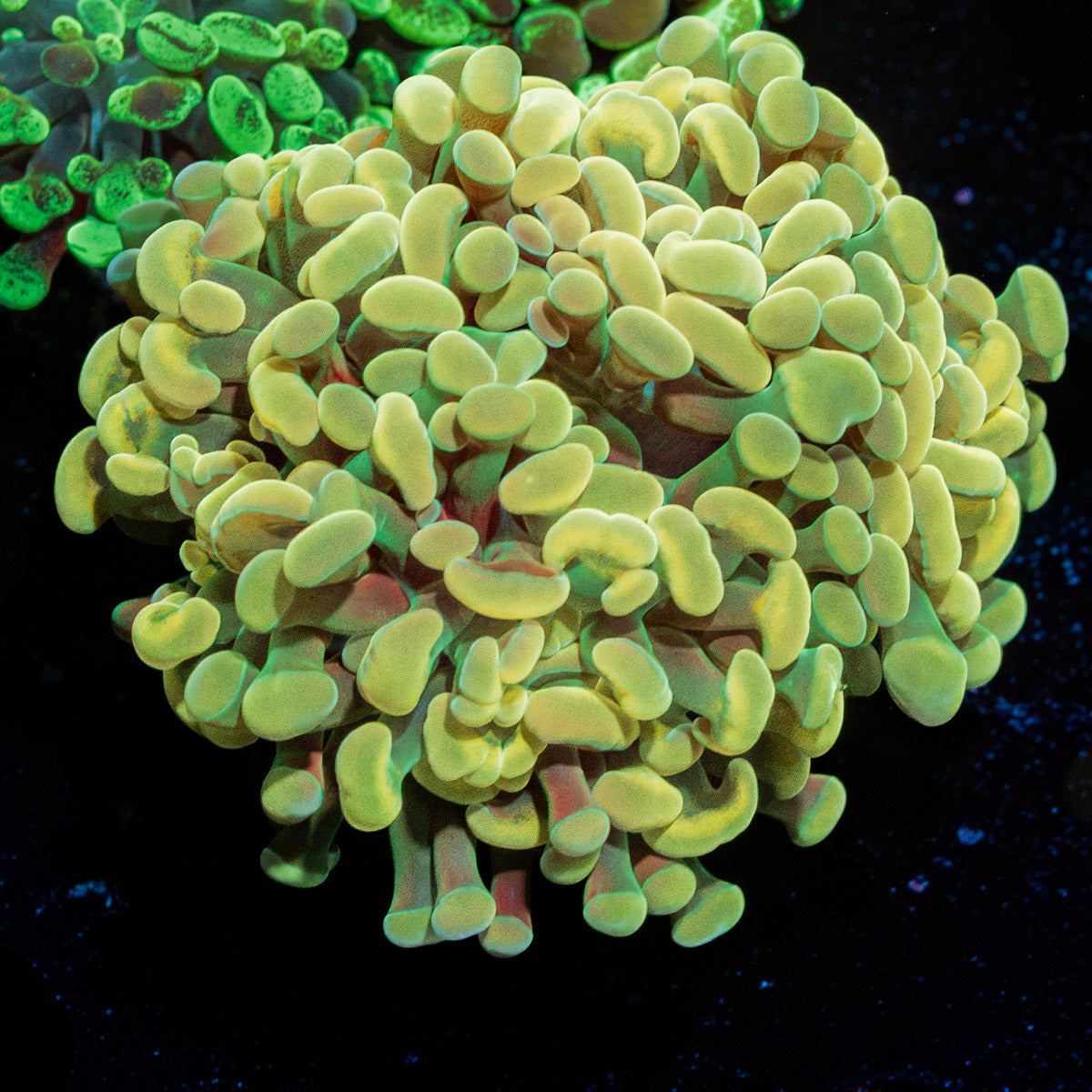 Gold Branching Hammer Coral with fleshy heads in reef aquarium