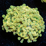 Gold Branching Hammer Coral with branching fleshy heads in reef aquarium