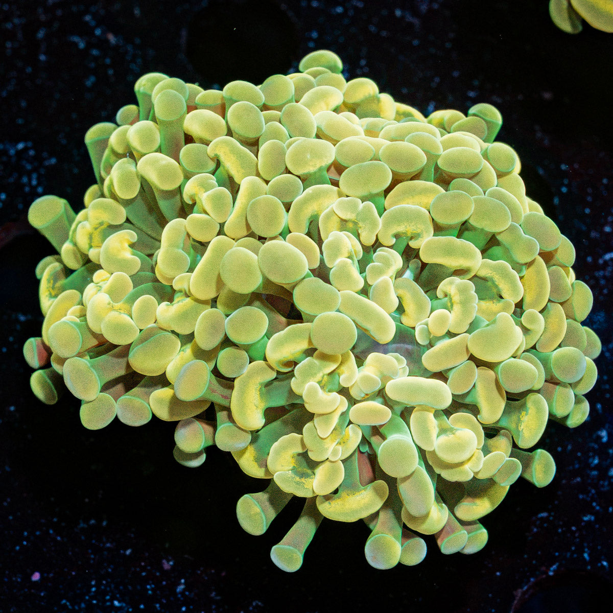 Gold Branching Hammer Coral with branching fleshy heads in reef aquarium