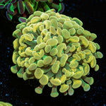 Gold Branching Hammer Coral with fleshy heads in reef aquarium