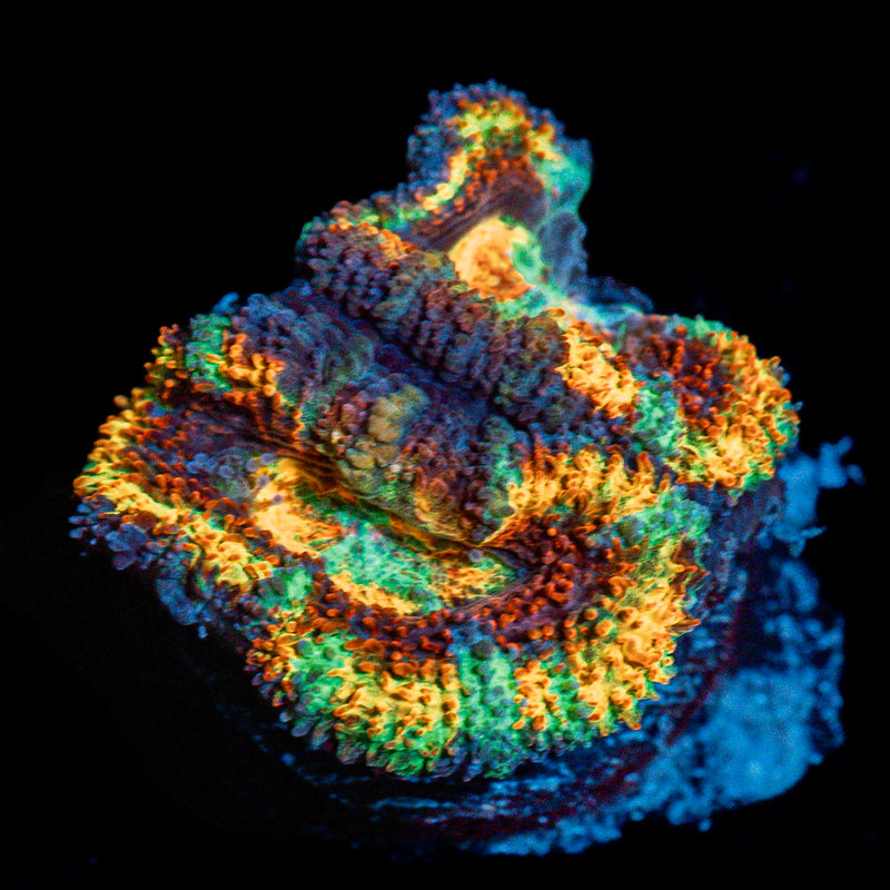 Obsession Rainbow Acan Coral with fleshy polyps in reef aquarium