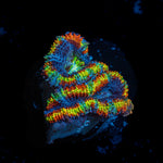 Lunar Eclipse Rainbow Acan Coral with fleshy polyps in reef aquarium