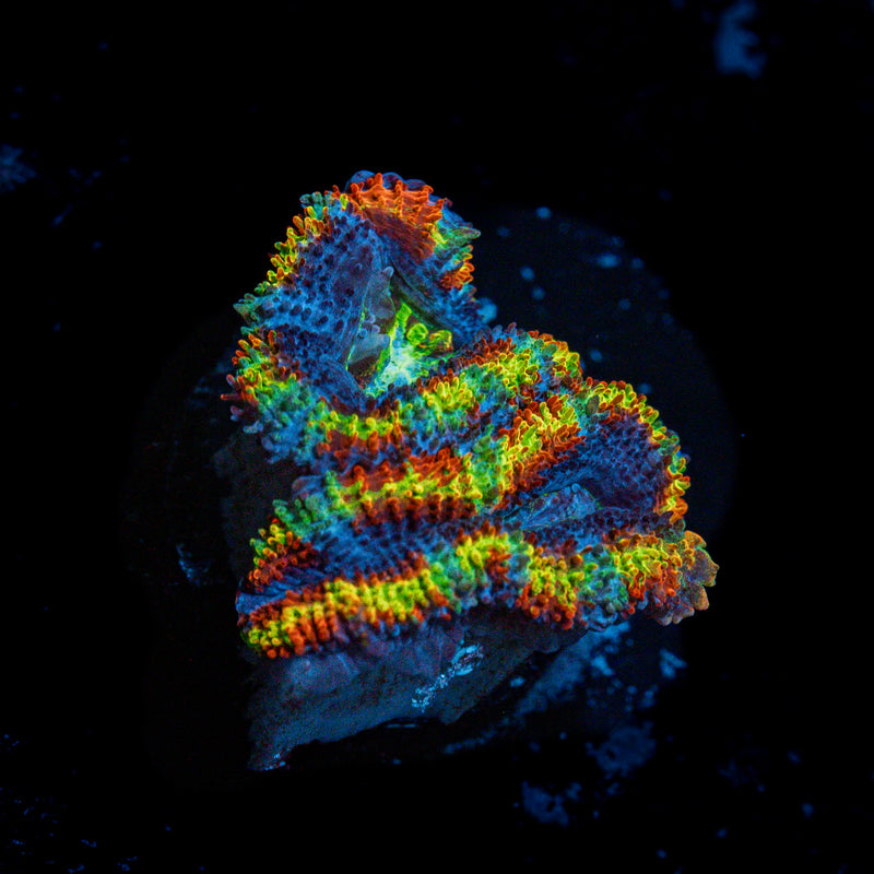 Lunar Eclipse Rainbow Acan Coral with fleshy polyps in reef aquarium