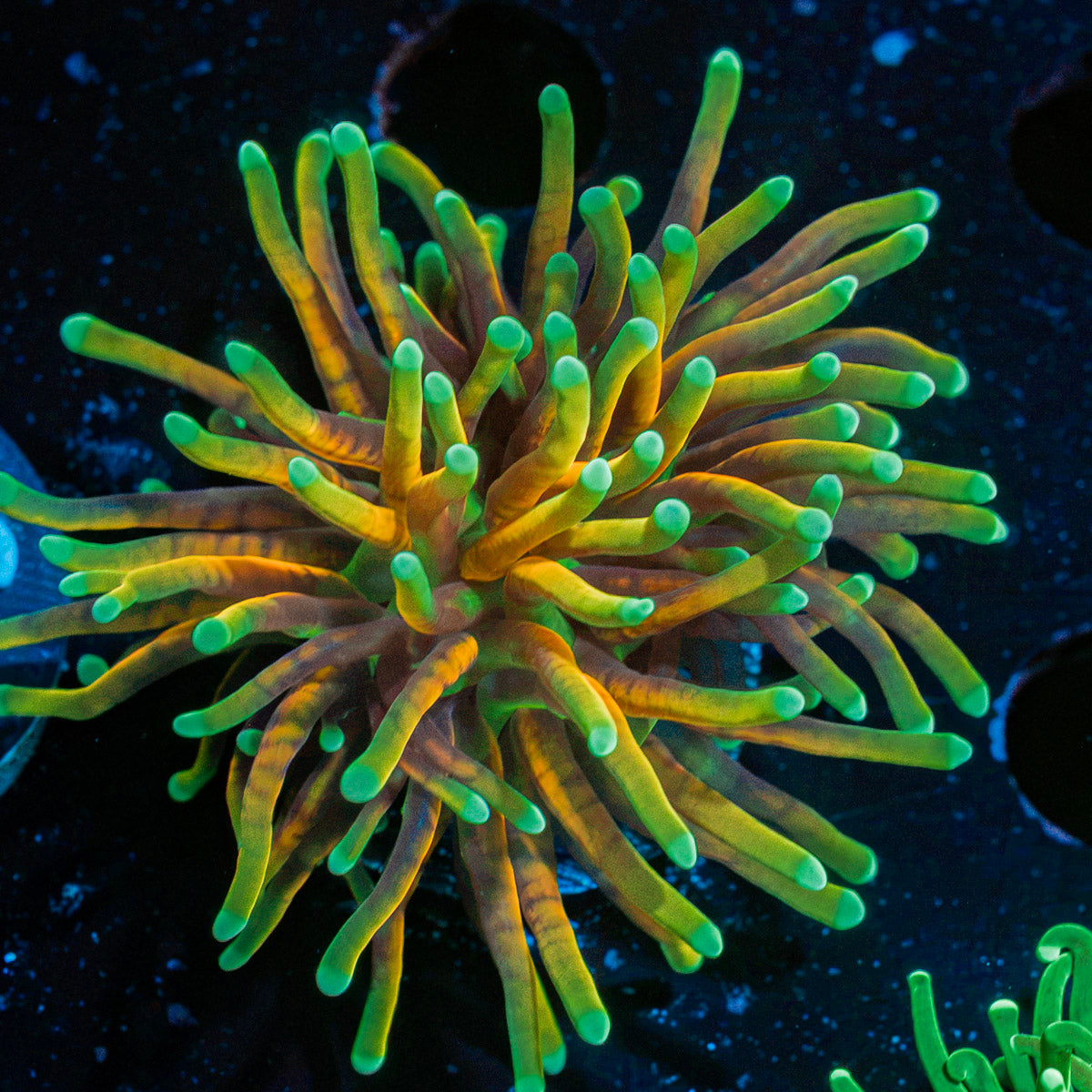 Inferno Torch Euphyllia Coral with flowing tentacles in reef aquarium