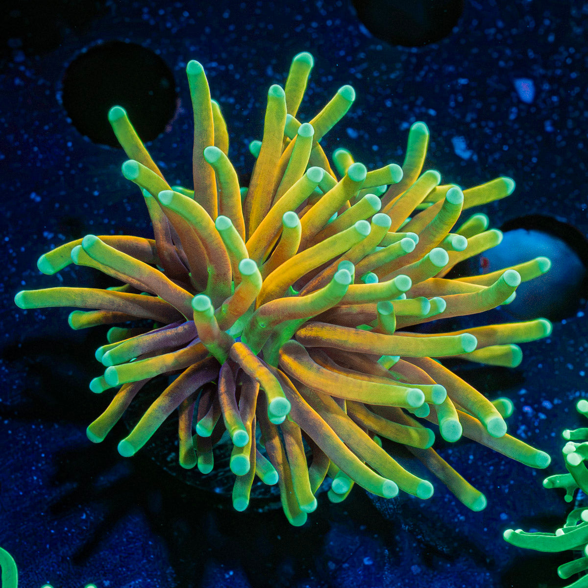 Inferno Torch Euphyllia Coral with flowing tentacles in reef aquarium