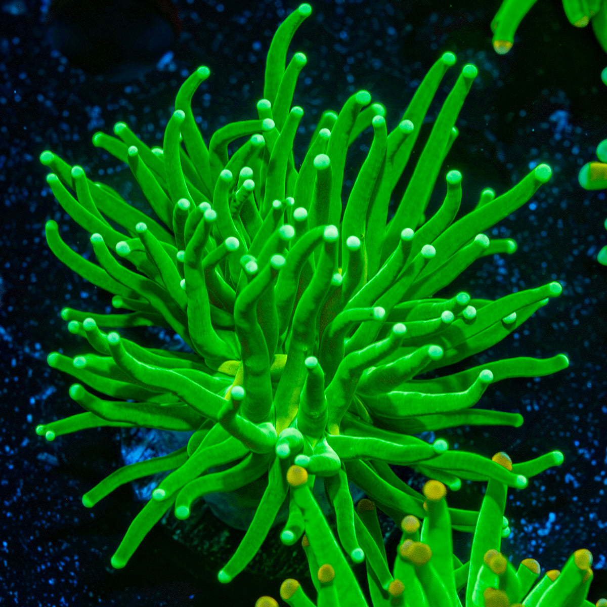 Hulk Smash Green Torch Coral with flowing tentacles in reef aquarium