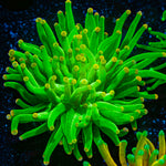 Hulk Smash Green Torch Coral with flowing tentacles in reef aquarium