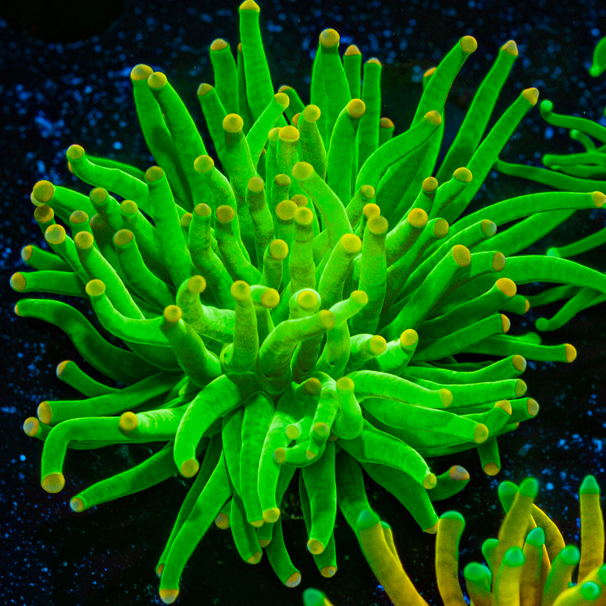 Hulk Smash Green Torch Coral with flowing tentacles in reef aquarium