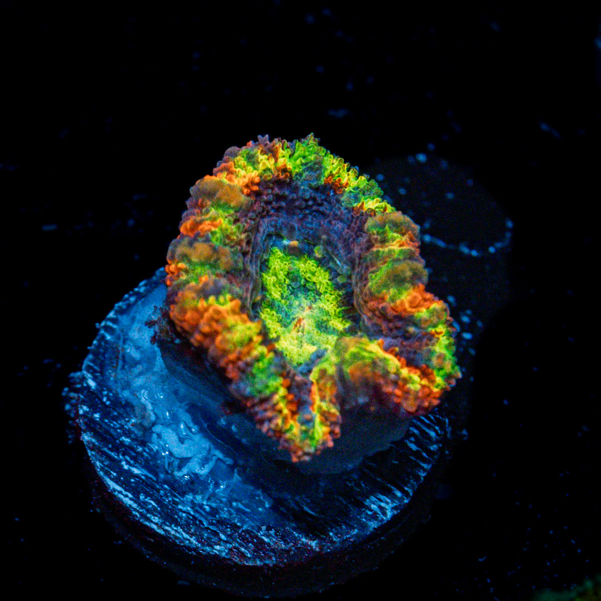 Clown Shoes Rainbow Acan Coral with fleshy polyps in reef aquarium