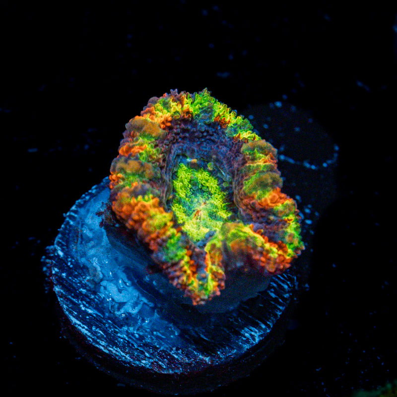 Clown Shoes Rainbow Acan Coral with fleshy polyps in reef aquarium