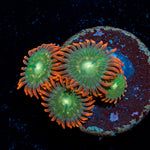 Blueberry Yum yum Zoanthid Coral colony growth in reef aquarium