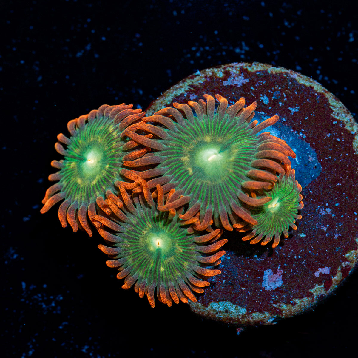 Blueberry Yum yum Zoanthid Coral colony growth in reef aquarium
