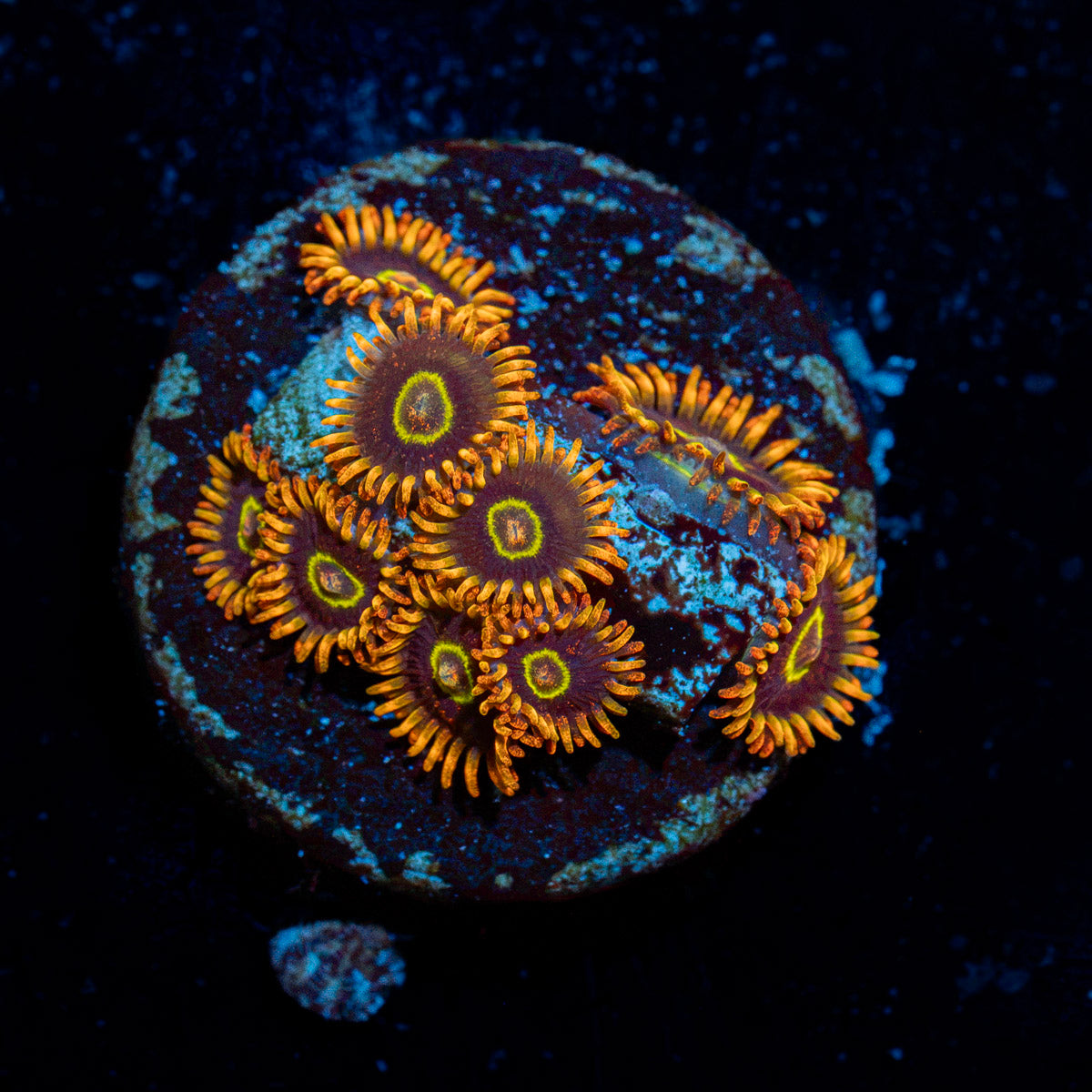 Rainbow Hornet Zoanthid Coral colony growth in reef aquarium