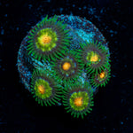 Stargazer Zoanthid Coral colony growth in reef aquarium