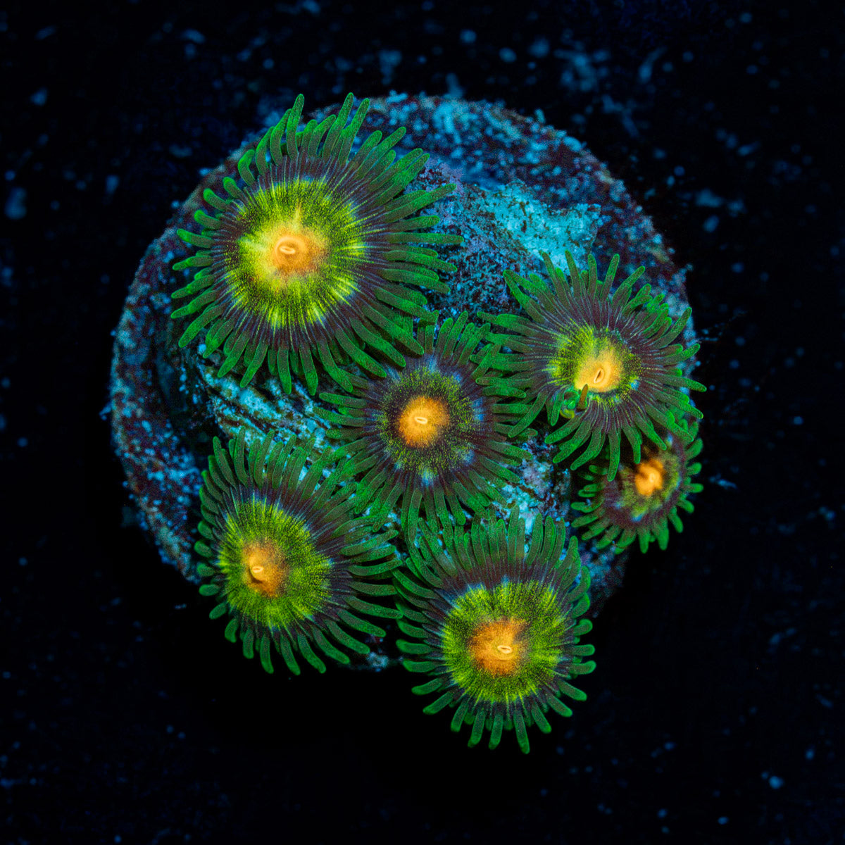 Stargazer Zoanthid Coral colony growth in reef aquarium