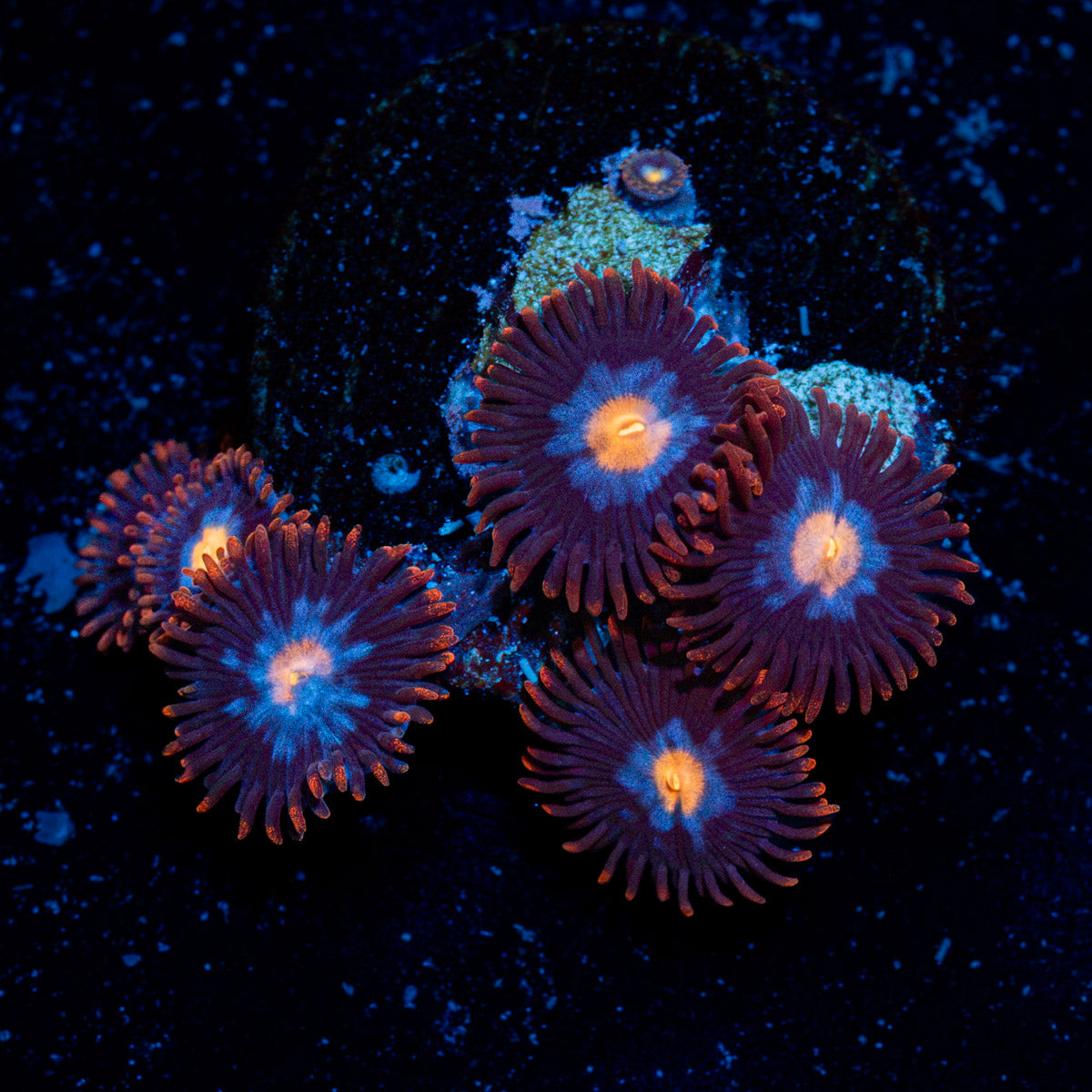 Alpha Omega Zoanthid colony growth in reef aquarium