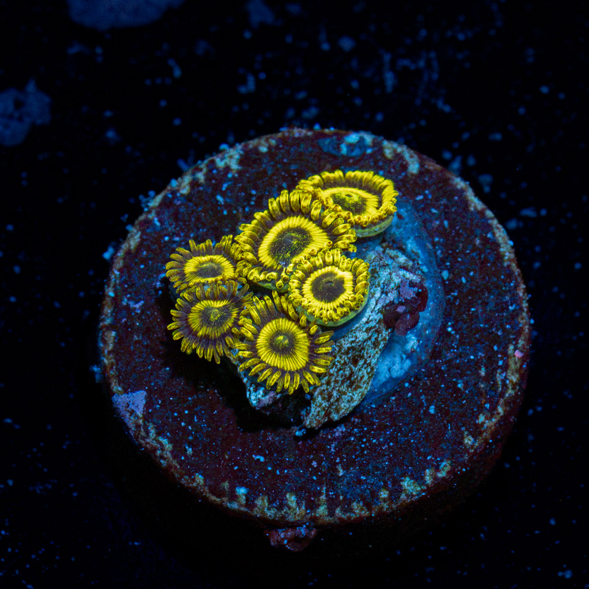 LA Laker Zoanthid Coral colony growth in reef aquarium