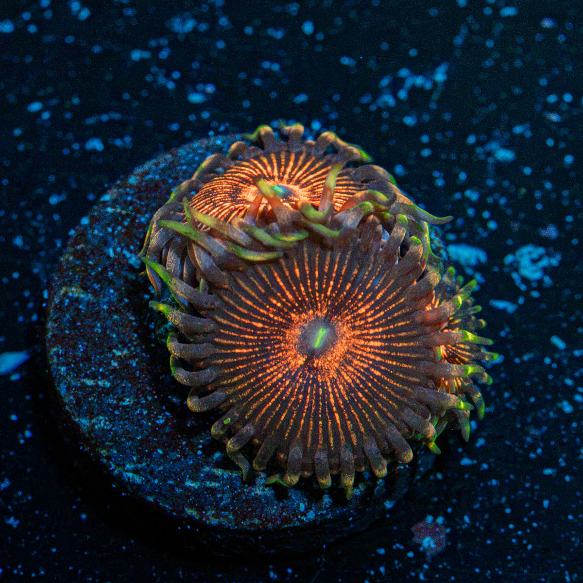 Aztec Warrior Zoanthid colony growth in reef aquarium