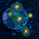 Stargazer Zoanthid Coral with colony growth in reef aquarium