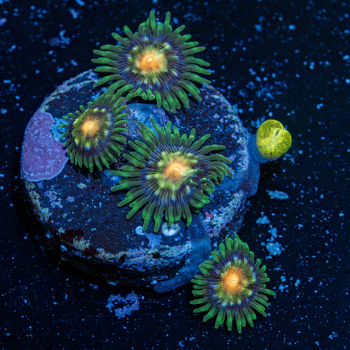 Stargazer Zoanthid Coral with colony growth in reef aquarium
