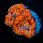Acan Coral with fleshy polyps in reef aquarium