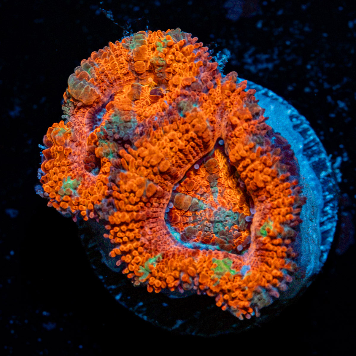 Acan Coral with fleshy polyps in reef aquarium