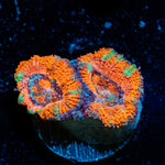 Acan Coral with fleshy polyps in reef aquarium