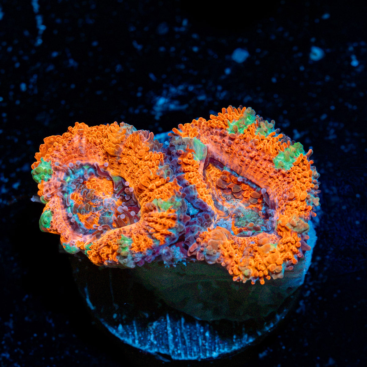 Acan Coral with fleshy polyps in reef aquarium