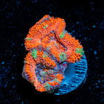 Acan Coral with fleshy polyps in reef aquarium