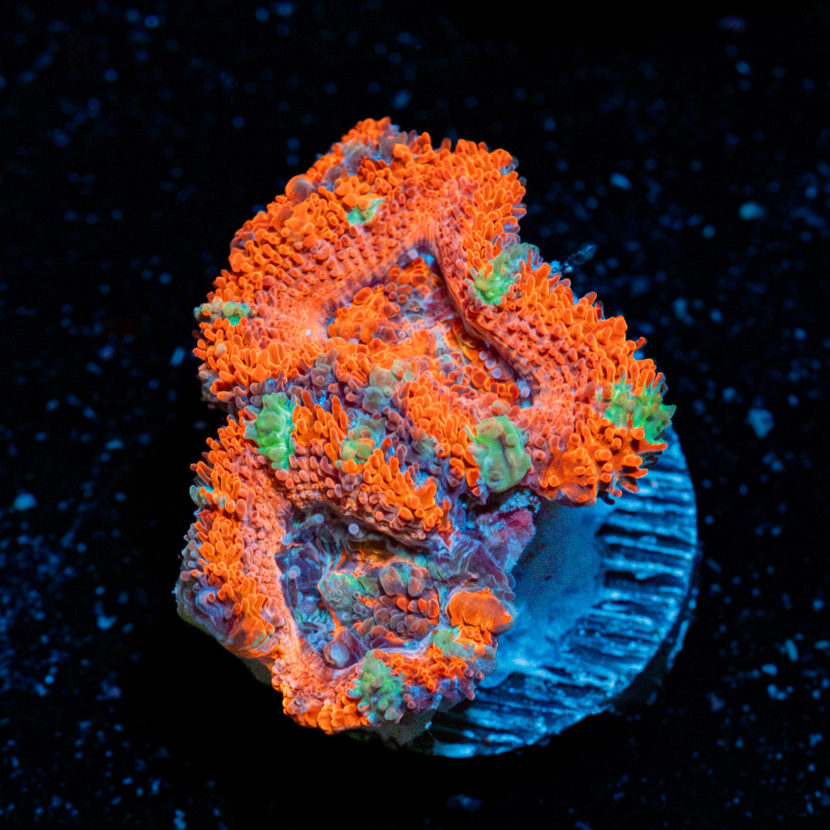 Acan Coral with fleshy polyps in reef aquarium