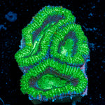 Acan Coral with fleshy polyps in reef aquarium