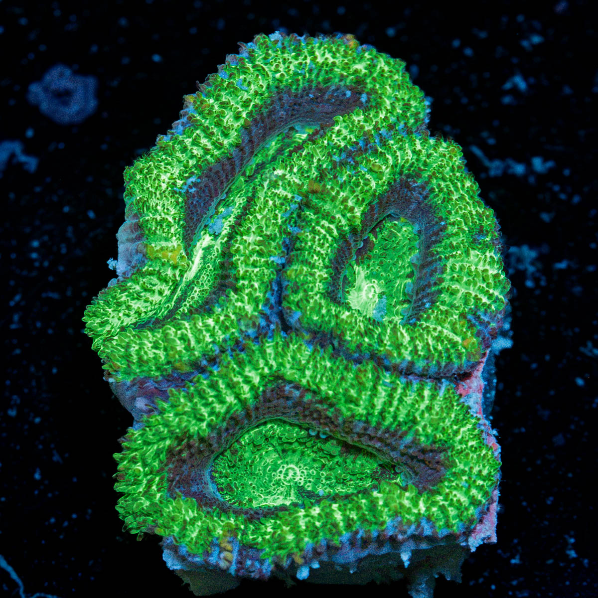 Acan Coral with fleshy polyps in reef aquarium