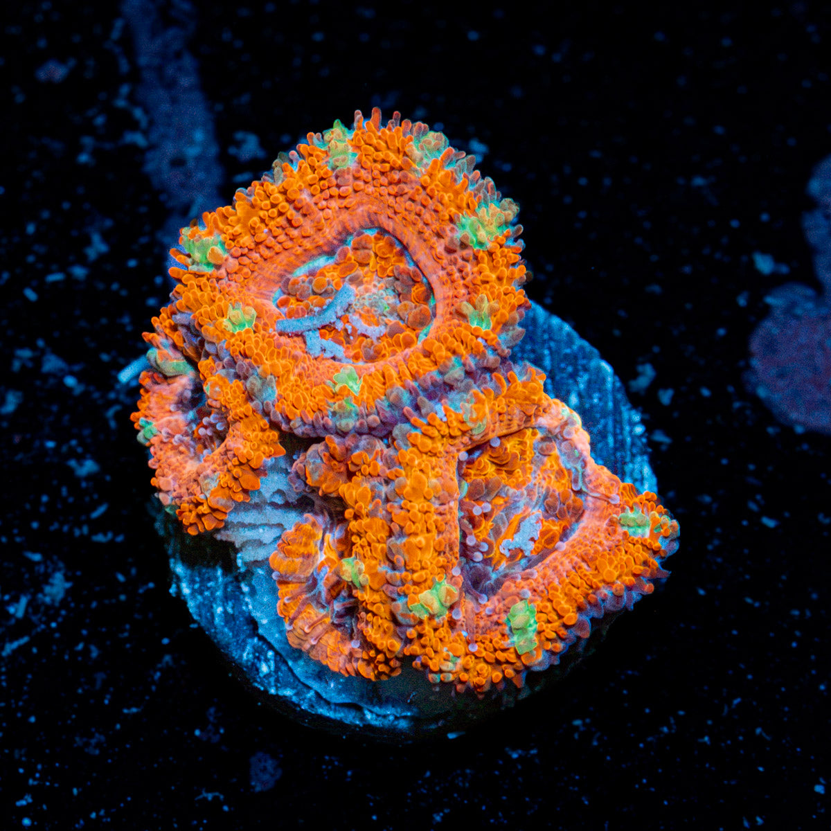 Acan Coral with fleshy polyps in reef aquarium
