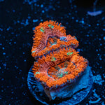 Acan Coral with fleshy polyps in reef aquarium