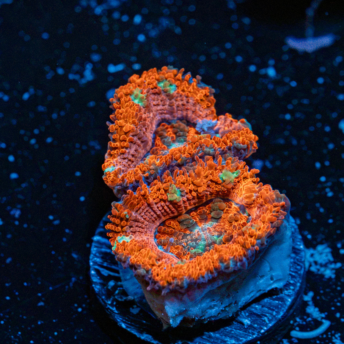Acan Coral with fleshy polyps in reef aquarium