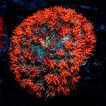 St. Thomas Mushroom Coral with distinctive mushroom disc in reef aquarium