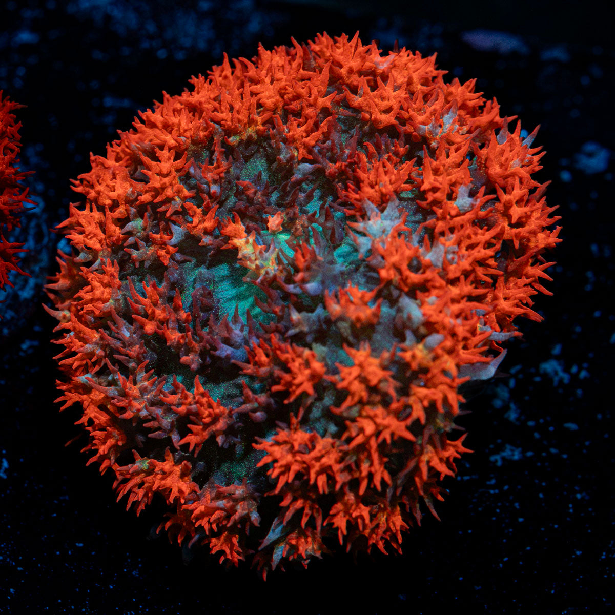 St. Thomas Mushroom Coral with distinctive mushroom disc in reef aquarium