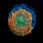 Charmander Rhodactis Mushroom Coral with mushroom disc in reef aquarium
