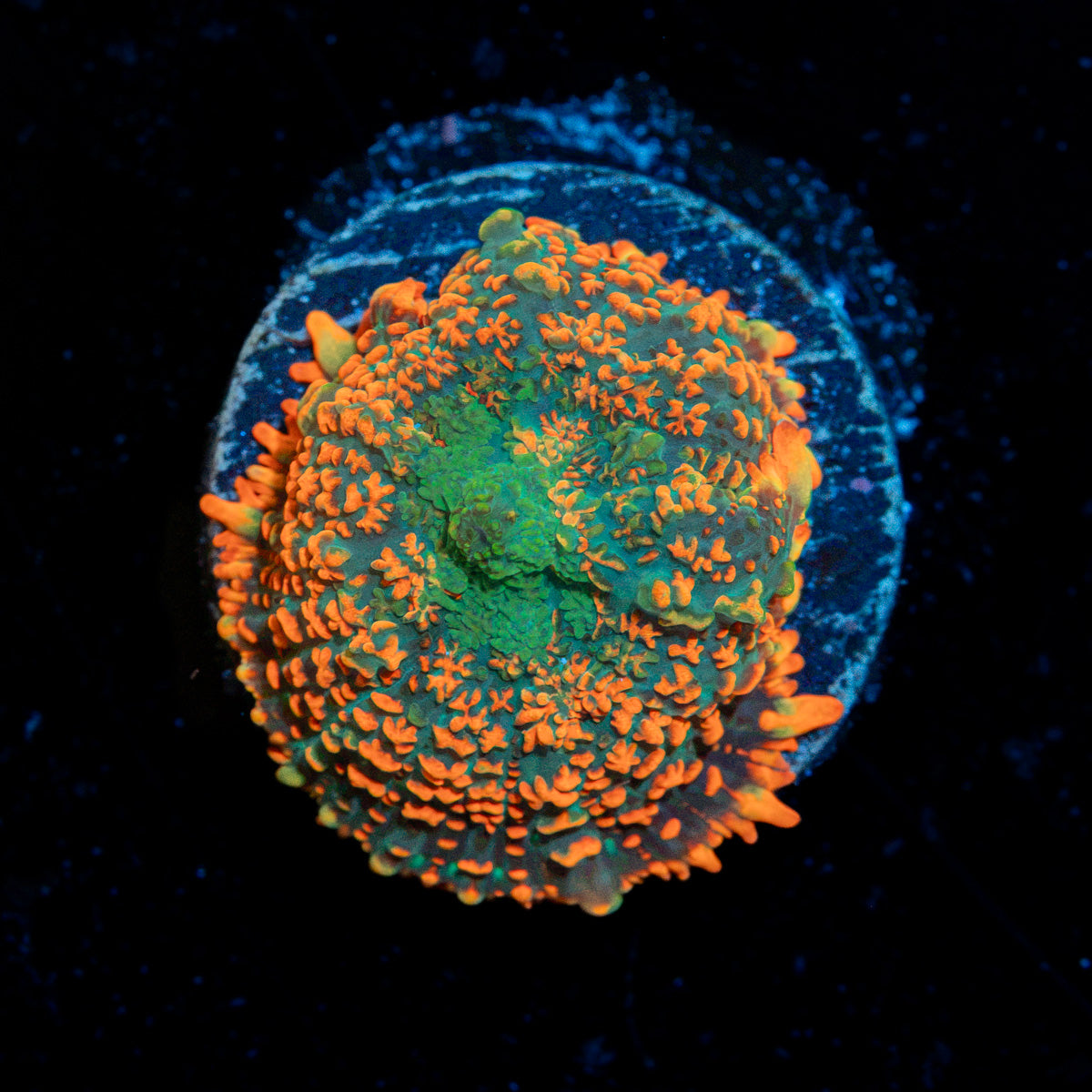 Charmander Rhodactis Mushroom Coral with mushroom disc in reef aquarium