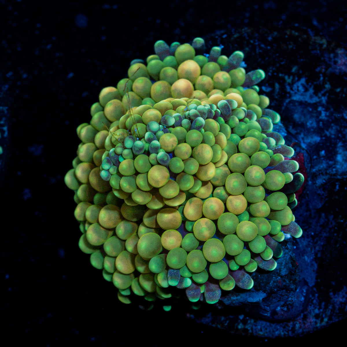 Green Ricordea Mushroom Coral with mushroom disc in reef aquarium