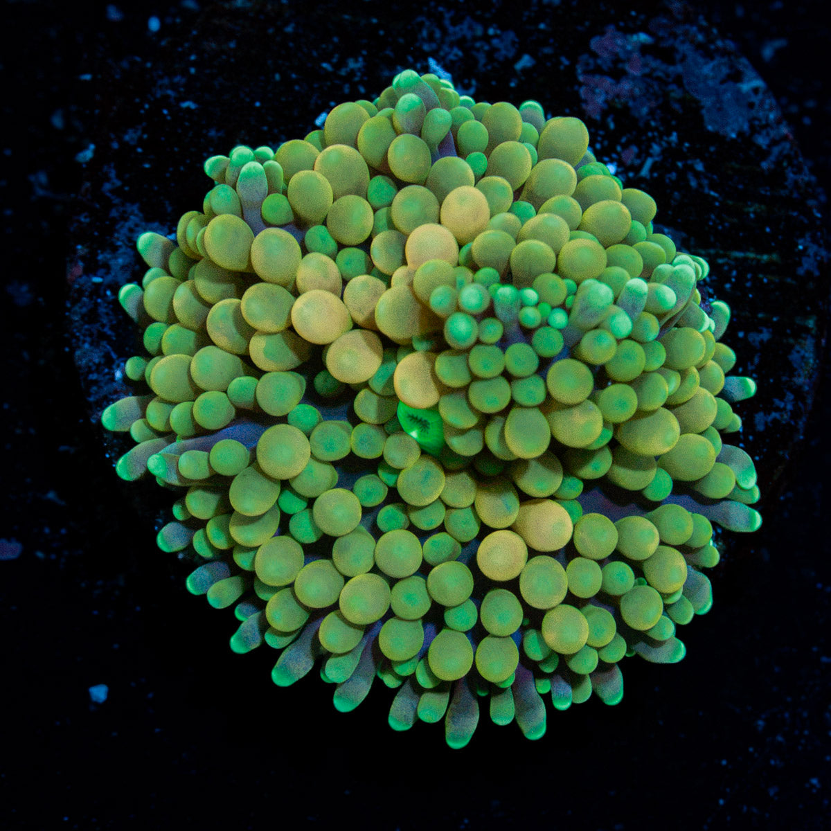 Green Ricordea Mushroom Coral with mushroom disc in reef aquarium