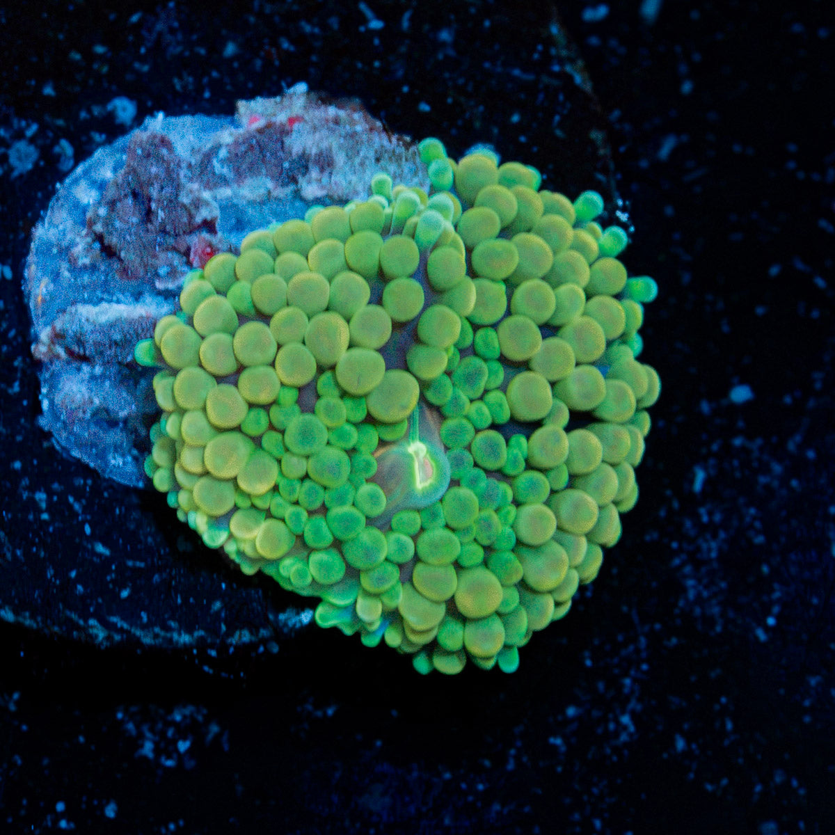 Green Ricordea Mushroom Coral with mushroom disc in reef aquarium