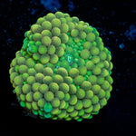Green Ricordea Mushroom Coral with mushroom disc in reef aquarium