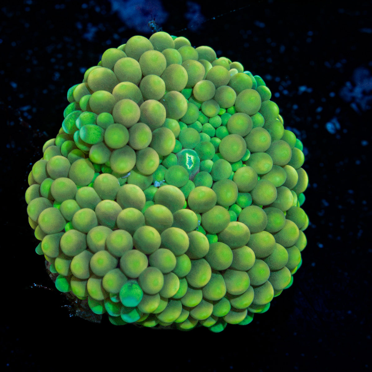 Green Ricordea Mushroom Coral with mushroom disc in reef aquarium