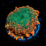 Charmander Rhodactis Mushroom Coral with orange mushroom disc in reef aquarium