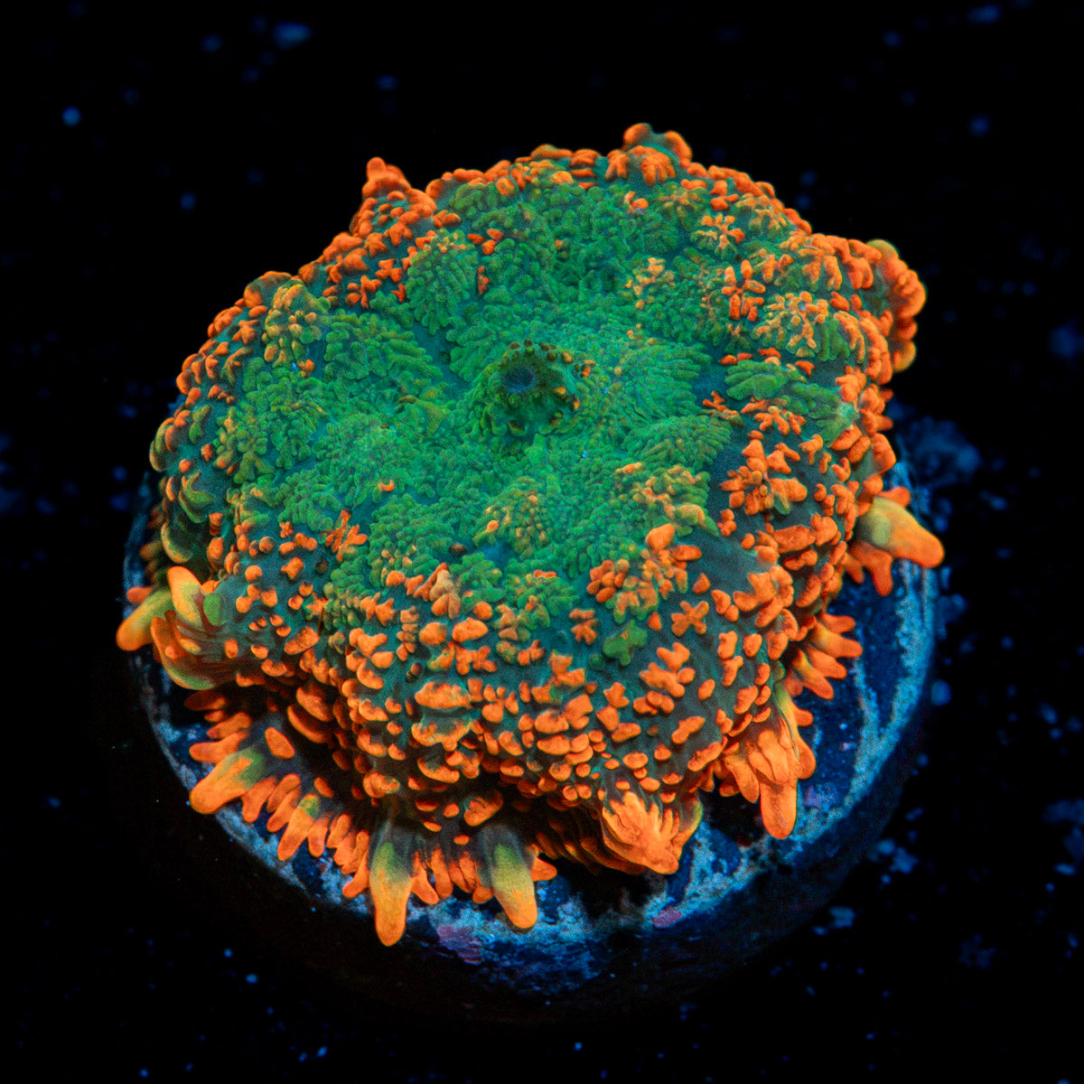 Charmander Rhodactis Mushroom Coral with orange mushroom disc in reef aquarium